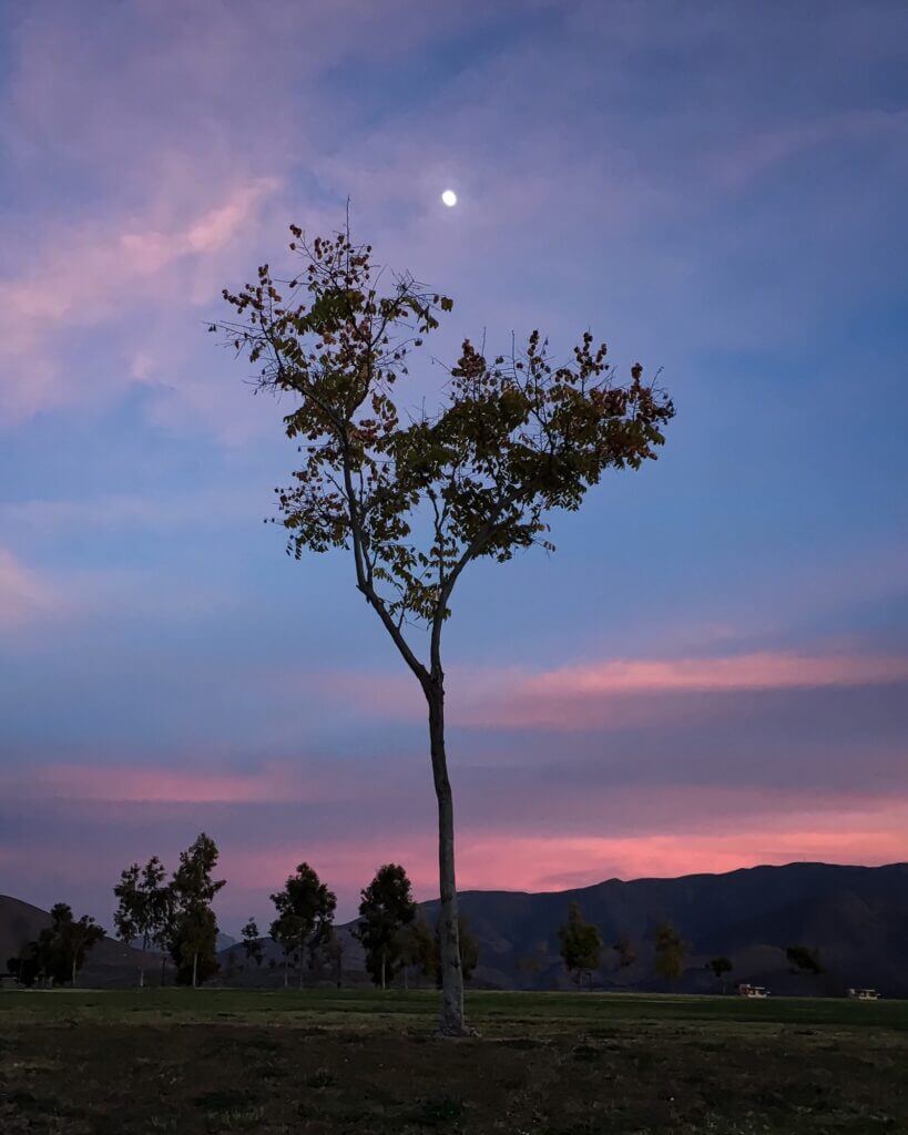 A tree; a heart; a moon; a sunset